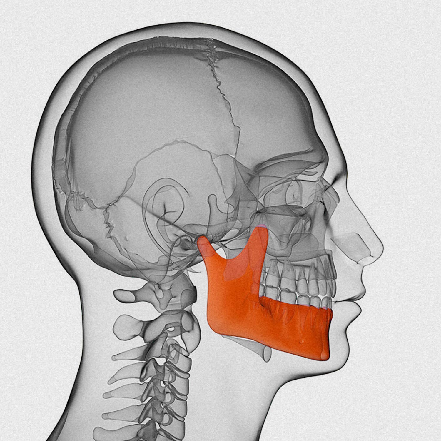 Schéma de la mâchoire (maxillaires) pour illustrer la rééducation maxillo-faciale au centre de physiothérapie à Genève